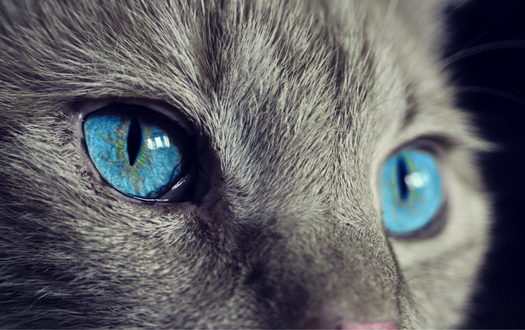 cat, cat's eyes, blue eyes-1285634.jpg